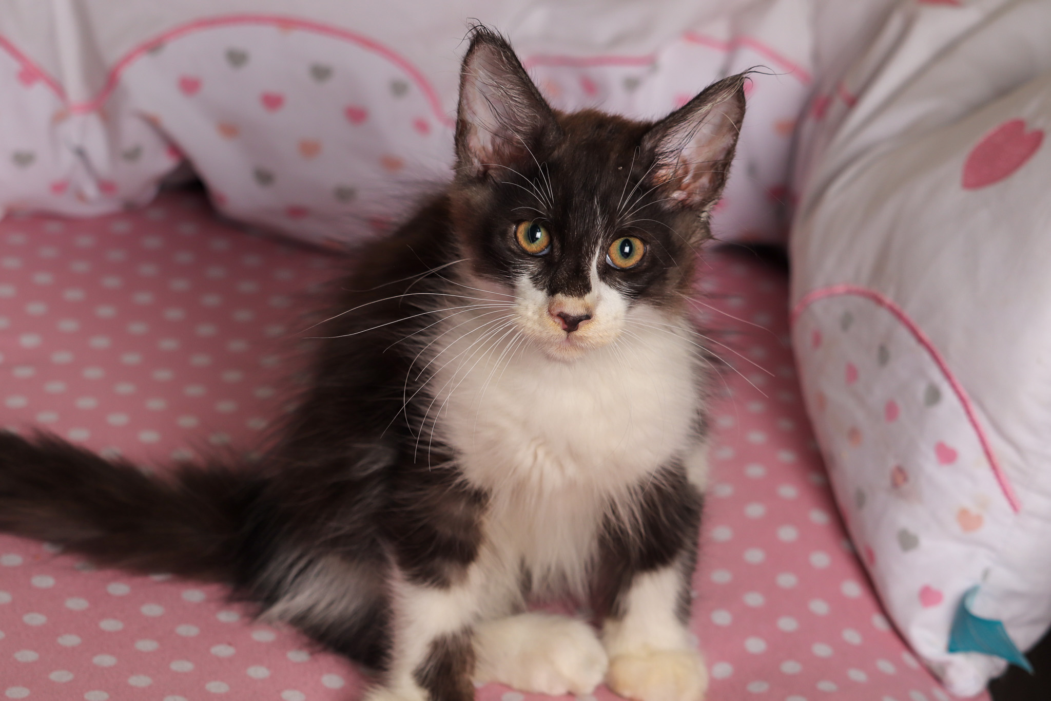 Filhote maine coon